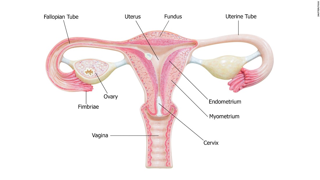 Доклад: Периоды жизни женщины, связанные с репродуктивной функцией