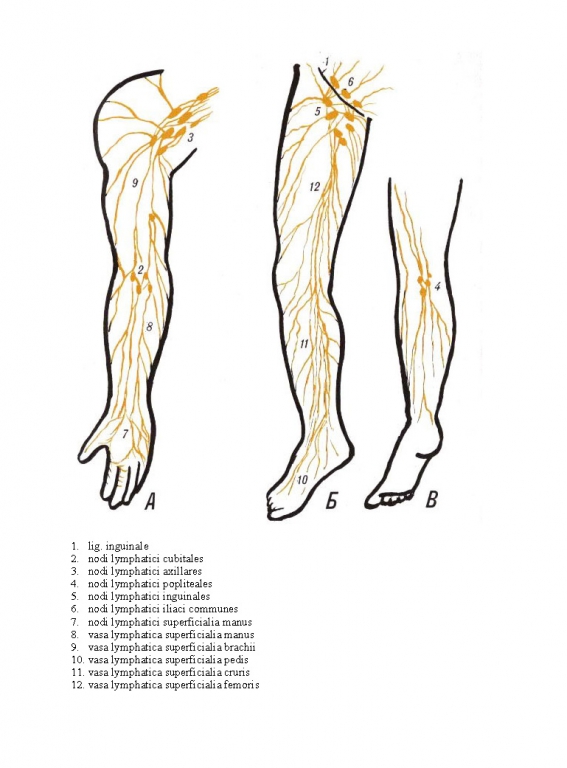 Лимфоузлы на ногах где. Лимфатическая система нижних конечностей схема. Подколенные лимфоузлы. Подколенные лимфоузлы расположение. Лимфоузлы верхней конечности анатомия.