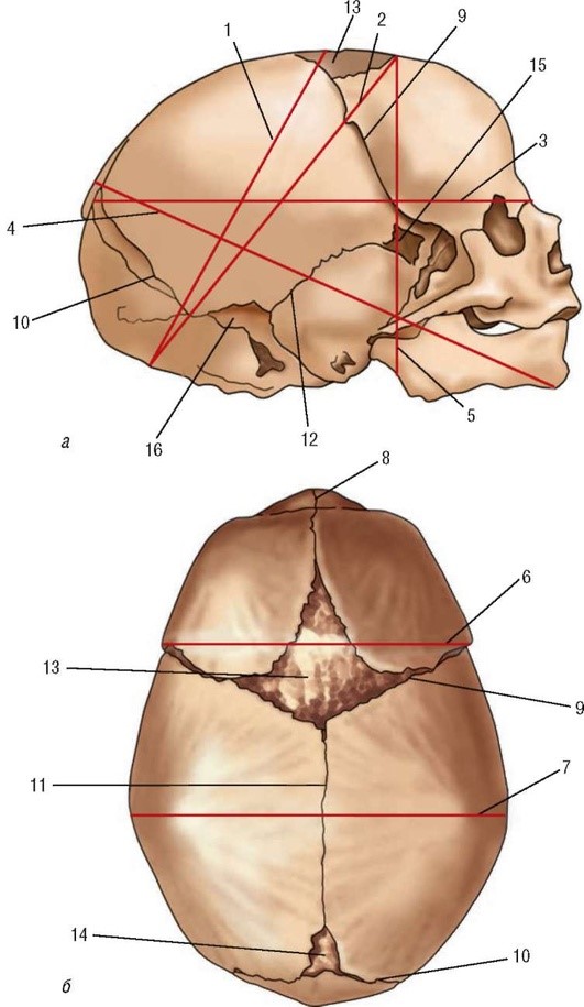 Типы родничков. Швы и роднички головки плода. Роднички новорожденного анатомия черепа. Роднички черепа плода. Строение черепа роднички и швы.