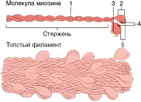 Нити миозина